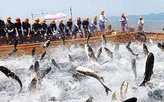 山东省渔业保险发展现状与对策分析