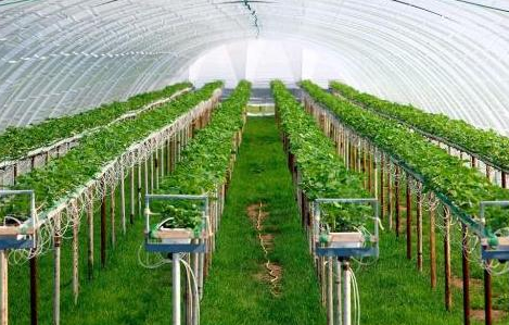 农业栽培技术在观光农业中的应用