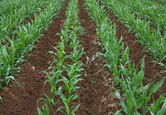 大田作物食用玉米种植技术解析