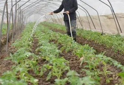 利用叶绿素荧光动力学参数识别苗期番茄干旱胁迫状态