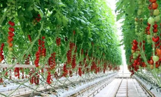 大棚番茄无土栽培技术探究