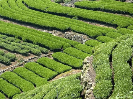 国外堆肥茶发展现状及对设施农业的启示