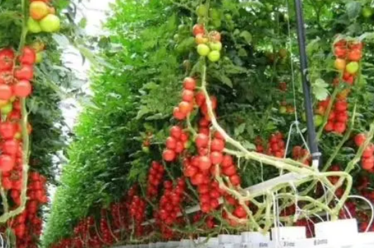 荷兰番茄基质无土栽培主要技术的研究与探讨