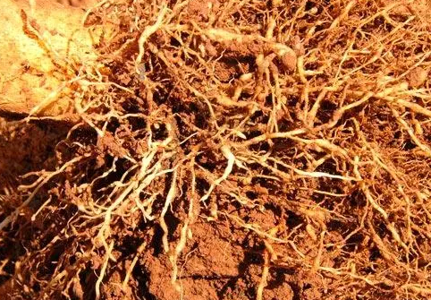 间作不同作物对栀子根际土壤微生态的影响研究