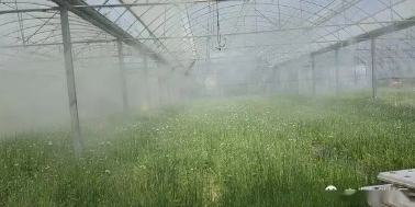 浅谈臭氧在设施农业上的应用