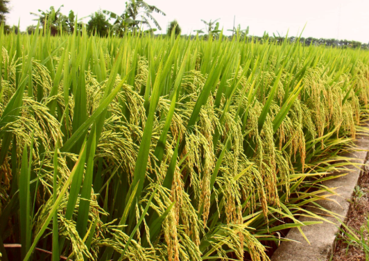 北方地区优质水稻本田生产关键技术措施
