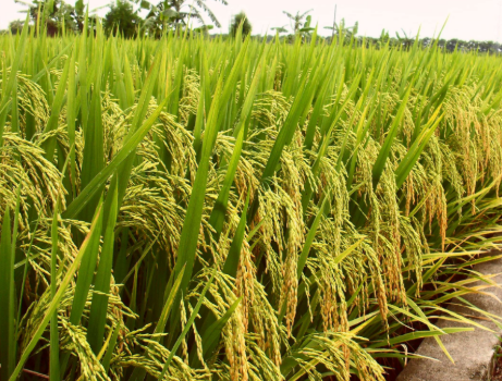 优质水稻本田生产关键技术措施
