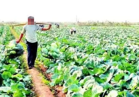 岳阳市蔬菜生产现状与发展对策