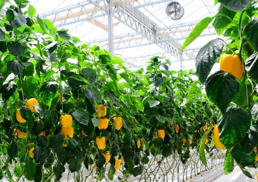 临夏市蔬菜产业发展现状及建议对策