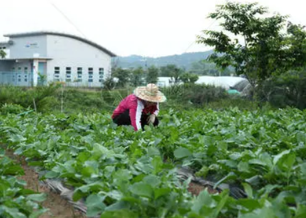 农业气象服务对设施蔬菜种植的影响