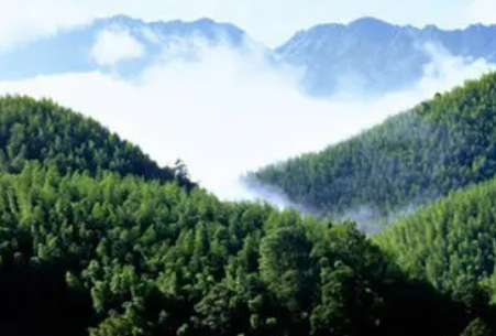 生态环境保护下的林业经济发展探讨