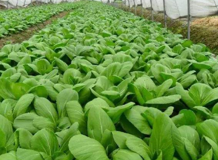 四川省绿色蔬菜产业现状及发展建议