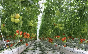 青海省海东地区蔬菜产业发展现状及今后发展思路