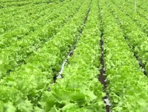 新农业背景下绿色农业种植技术的推广策略