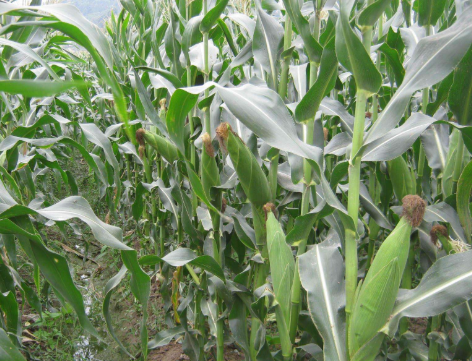 无公害鲜食甜玉米高产农田种植技术的研究