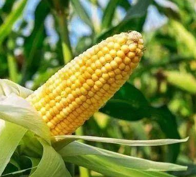 鲜食玉米的试验种植及栽培技术要点