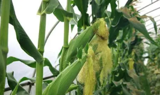 鲜食甜糯玉米在我县高产种植技术与模式研究