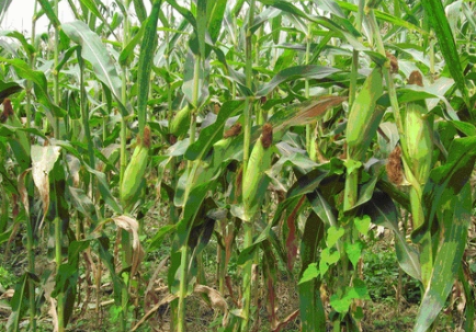 种植密度对甜玉米农艺性状和产量的影响