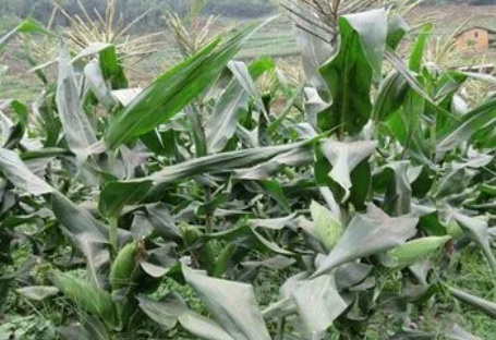 云南河西镇甜玉米种植技术要点