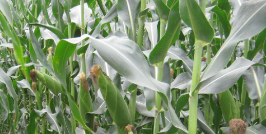 无公害甜玉米规范化种植技术