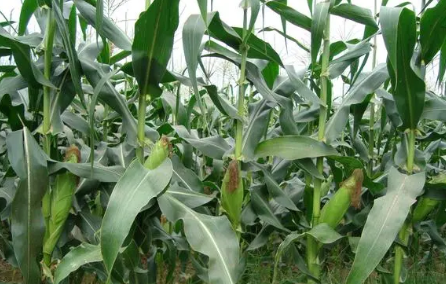 试论超甜玉米种植技术的推广应用