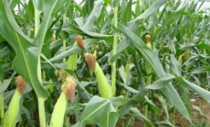 无公害甜玉米高产栽培关键技术探讨