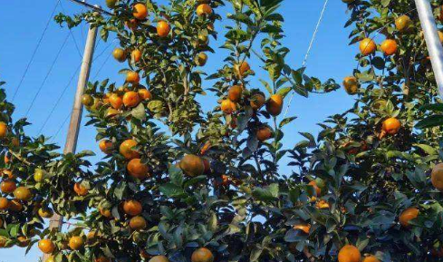 优质柑橘高产栽培技术的实践探究