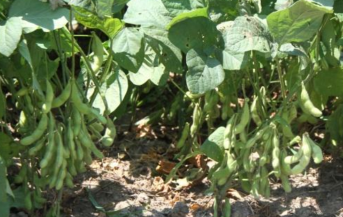 强化豆科作物在北方现代农业结构中的作用
