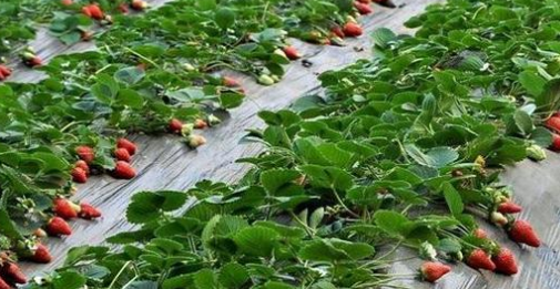 塑料大棚草莓栽培技术要点