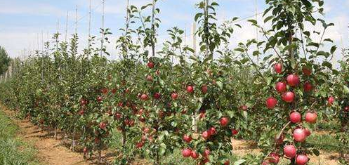 苹果栽培与环境保护管理措施