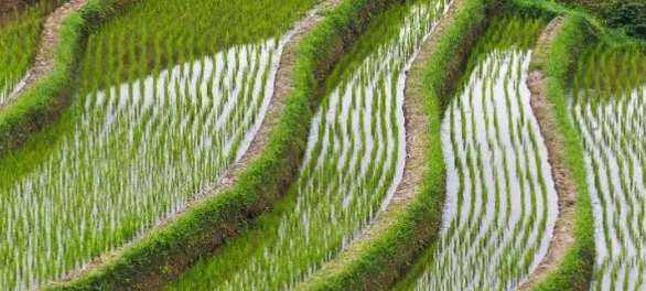 水稻栽培技术要点及农业技术推广
