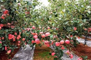 现代林果业种植中设施果树栽培技术的应用