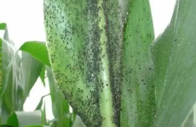 玉米种植技术及常见病虫害防治对策探讨
