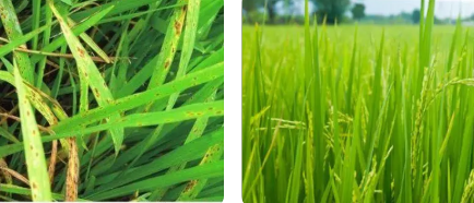 浅析水稻主要病虫绿色防控措施