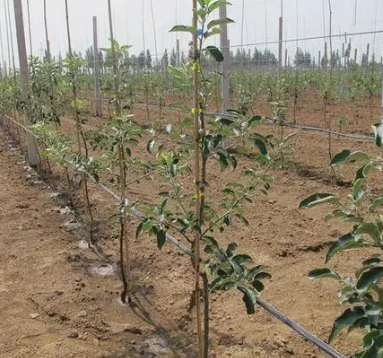 果树栽培技术对果实品质的影响分析