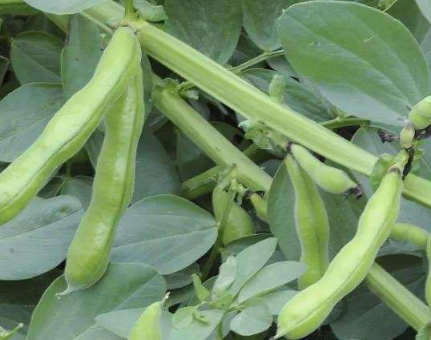 食用豆类作物及其栽培技术