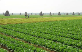 现代绿色农业技术的推广使用