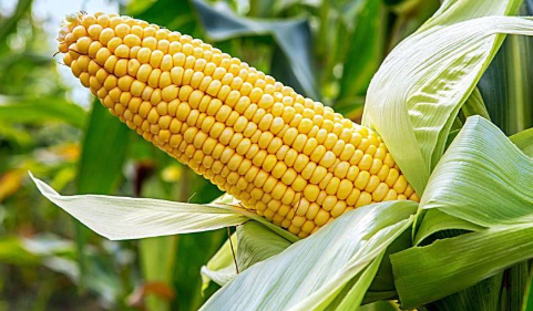 甜、糯玉米增温种植效果的研究