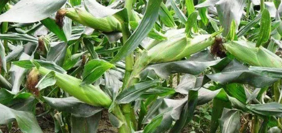 探析甜玉米高产种植栽培技术