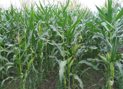 浅谈玉米种植过程中现代农业技术的运用与发展