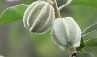 翅果油树播种育苗技术