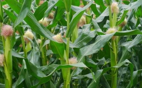 冬种甜玉米高产栽培集成技术探究