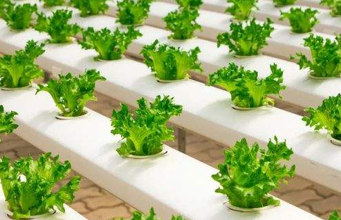 绿色农业种植技术推广策略