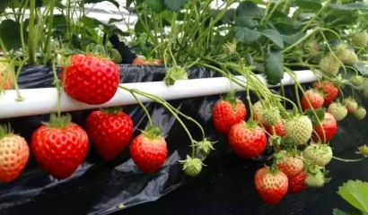 草莓/西瓜/甜玉米高效栽培模式