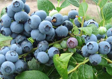 农业技术推广在蓝莓种植中的应用