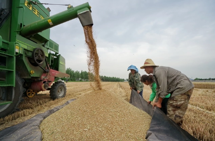 农村劳动力结构变化对粮食供给贡献的研究