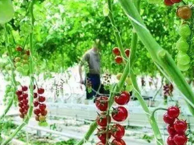 高架西红柿无土栽培技术要点