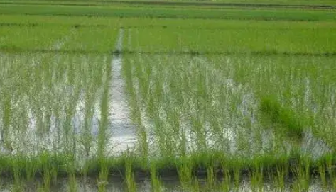 北方典型水稻土有机质及其组分演变特征