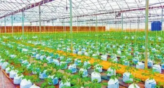 重庆市潼南区农业科技创新现状问题及对策探讨