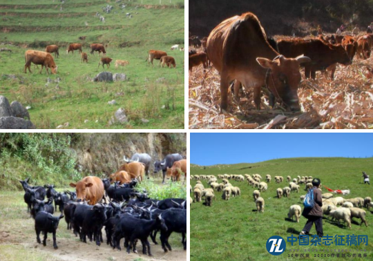 特色畜牧业资源开发利用研究探讨